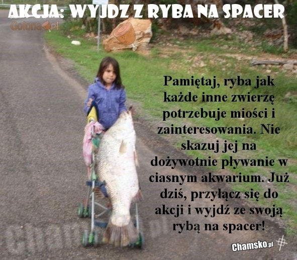 0_0_694451243_Wyjdz_z_ryba_na_spacer_prz