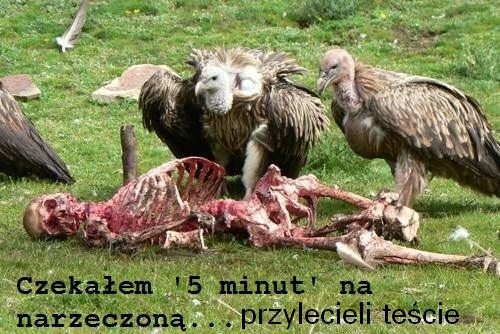 czekanie