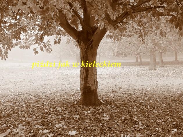jak w kielceckiem