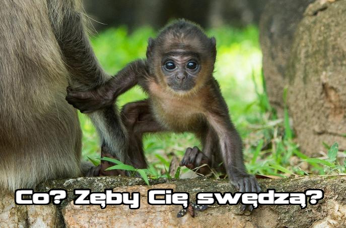 Kozak