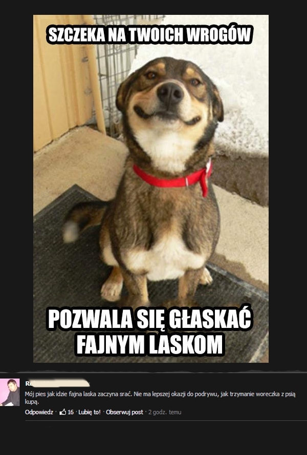Dobry pies