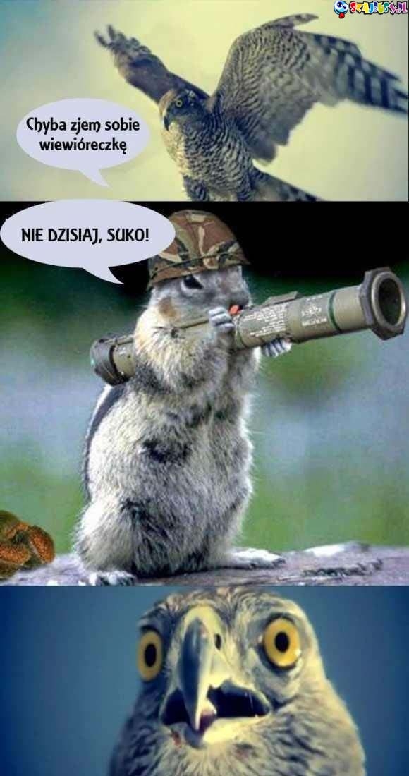 Chyba zjem dziś wiewióreczkę