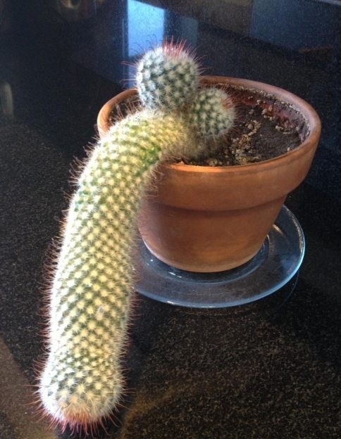 Chujowy Kaktus