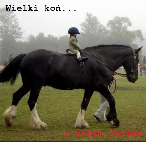 Wielki ko? z ma?ym chujem