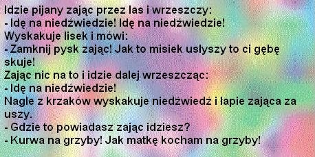 pijany zając
