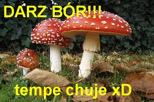Darz bór!