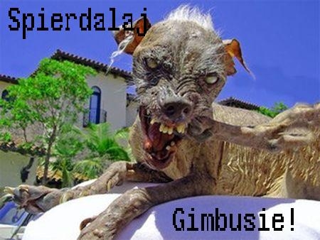 Gimbusy
