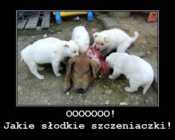 Słodziaki