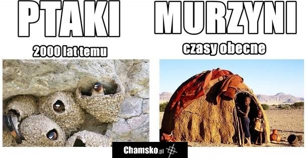 Ptaki i murzyny