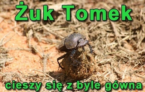 zuk tomek