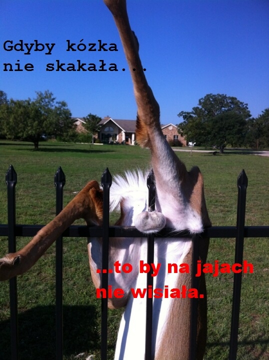 Gdyby kózka nie skaka?a