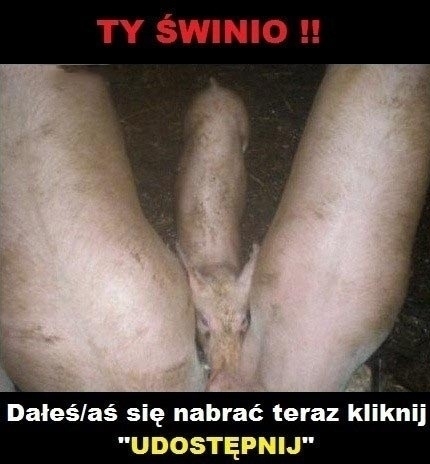 Ty ?winio!