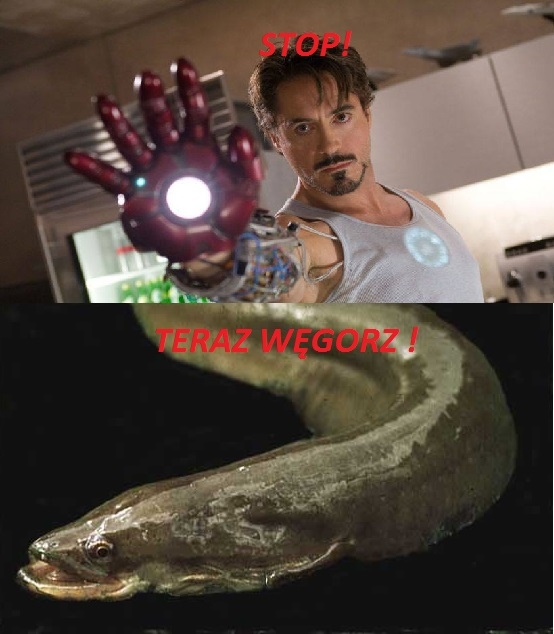 Teraz Węgorz !