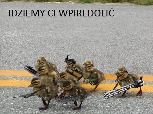 Idziemy Ci wpierdoli?