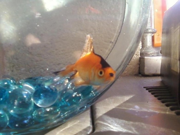 Adolf Fishler