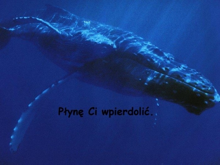 Rybi wpierdol