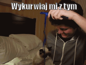 Wkurzony kot
