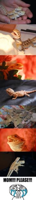 Agama brodata