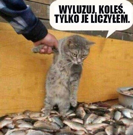 koty i ryby