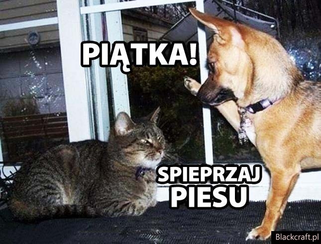 Spieprzaj piesu
