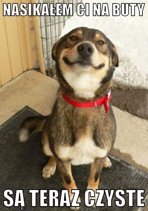 Dumny jak paw