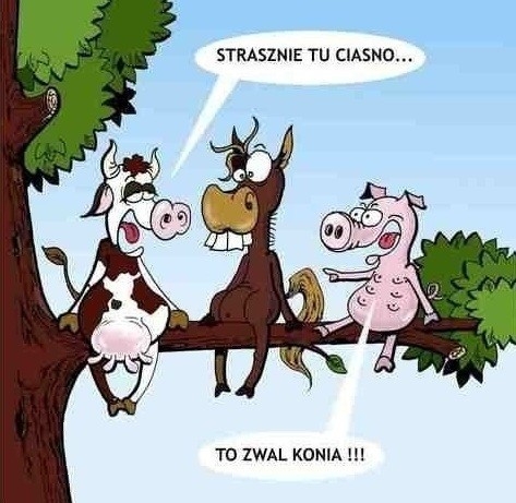 Konik
