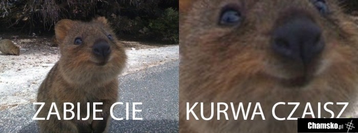 Czaisz?