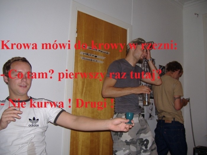 Krowa do krowy.