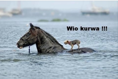 Wio kurwa!