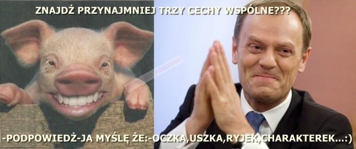 WSPÓLNE CECHY-SZUKAJ PODOBIEŃSTWA!!!