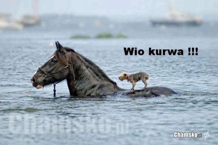 Wio koniku!