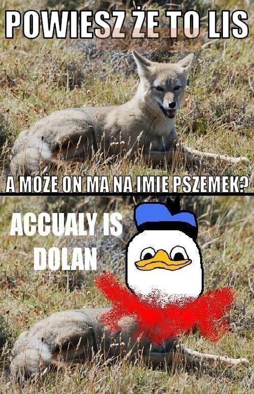 obroncy zwierzat