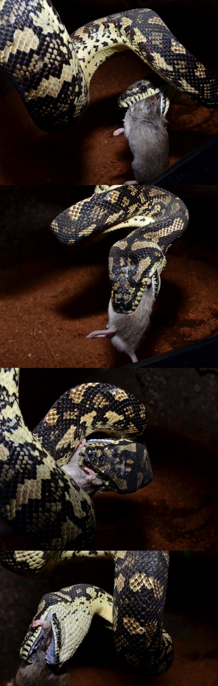 obiadek