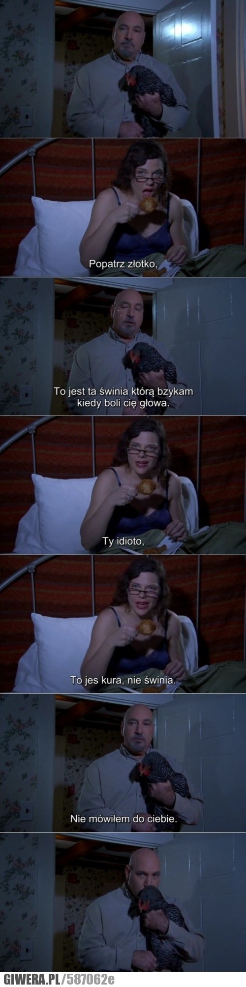 Świnia