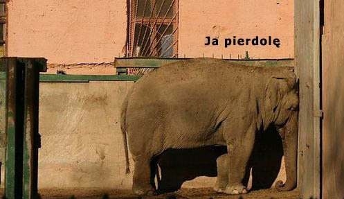 Ja te?