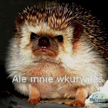 Ale mnie wkurwiłeś