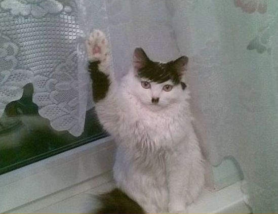 Heil W?a?cicielu