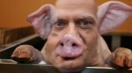 ŚWINIOTUSK!!!!