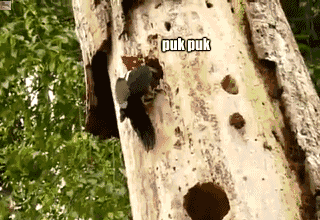 Puk puk