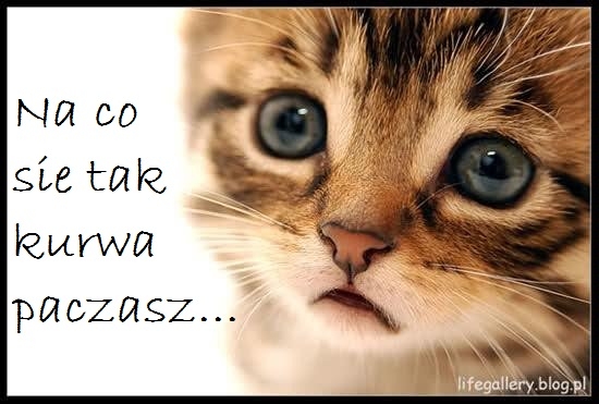 paczasz