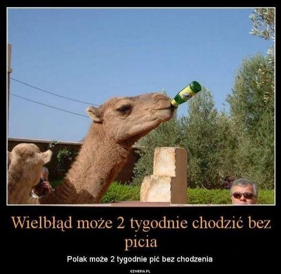 polak vs. wielb??d
