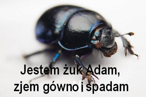 Bezczelny ?uk