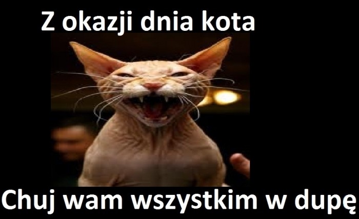 Dzień kota