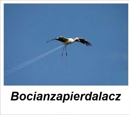bocian