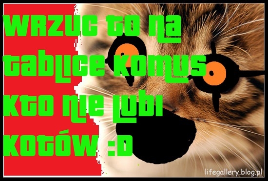 Kto nie lubi kotów !