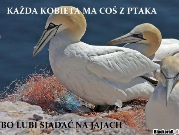 Czy kobieta ma coś z ptaka ?