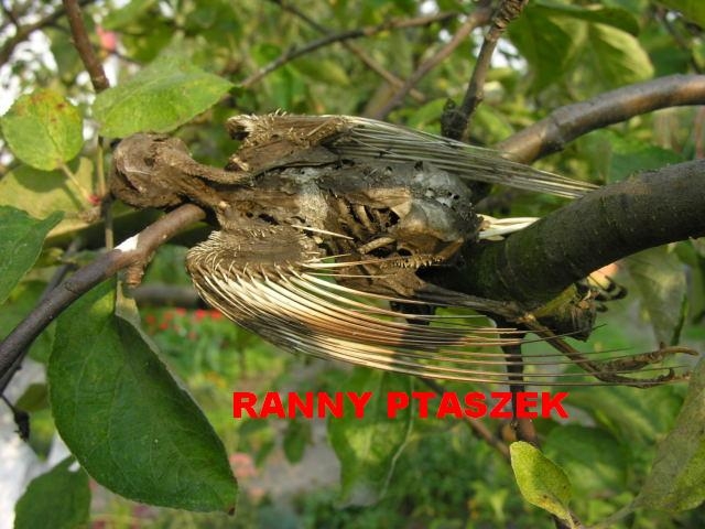 Ranny ptaszek