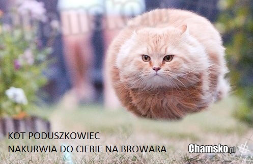 Kot Poduszkowiec