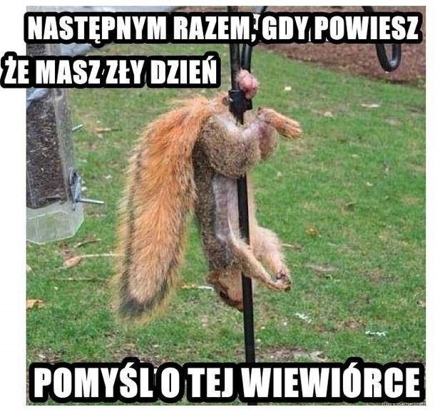 Wiewiór