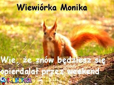 wiewiórka Monika
